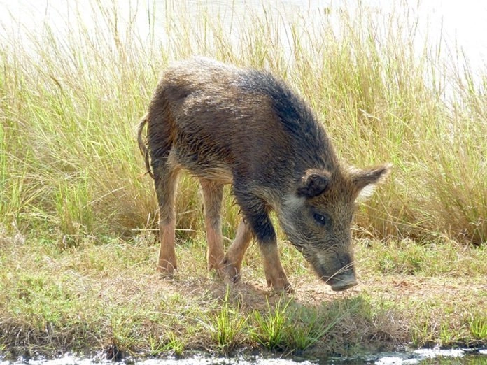 Świnia ukradła z kampera 18 piw, upiła się i pobiła z krową