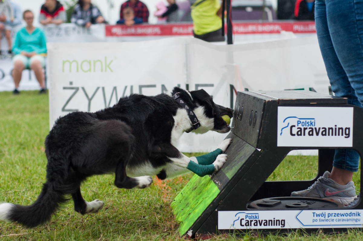 Flyball, czyli wyścigi psich sztafet
