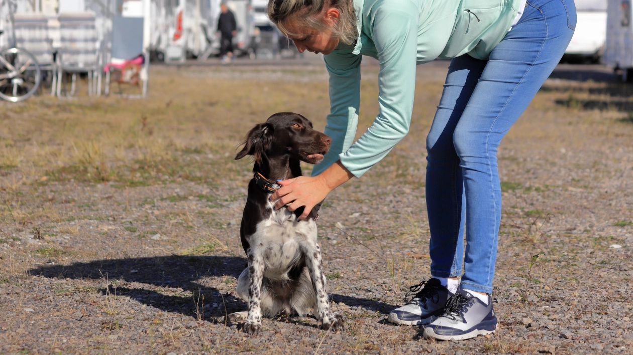 5 rad jak podróżować z psem i nie zwariować
