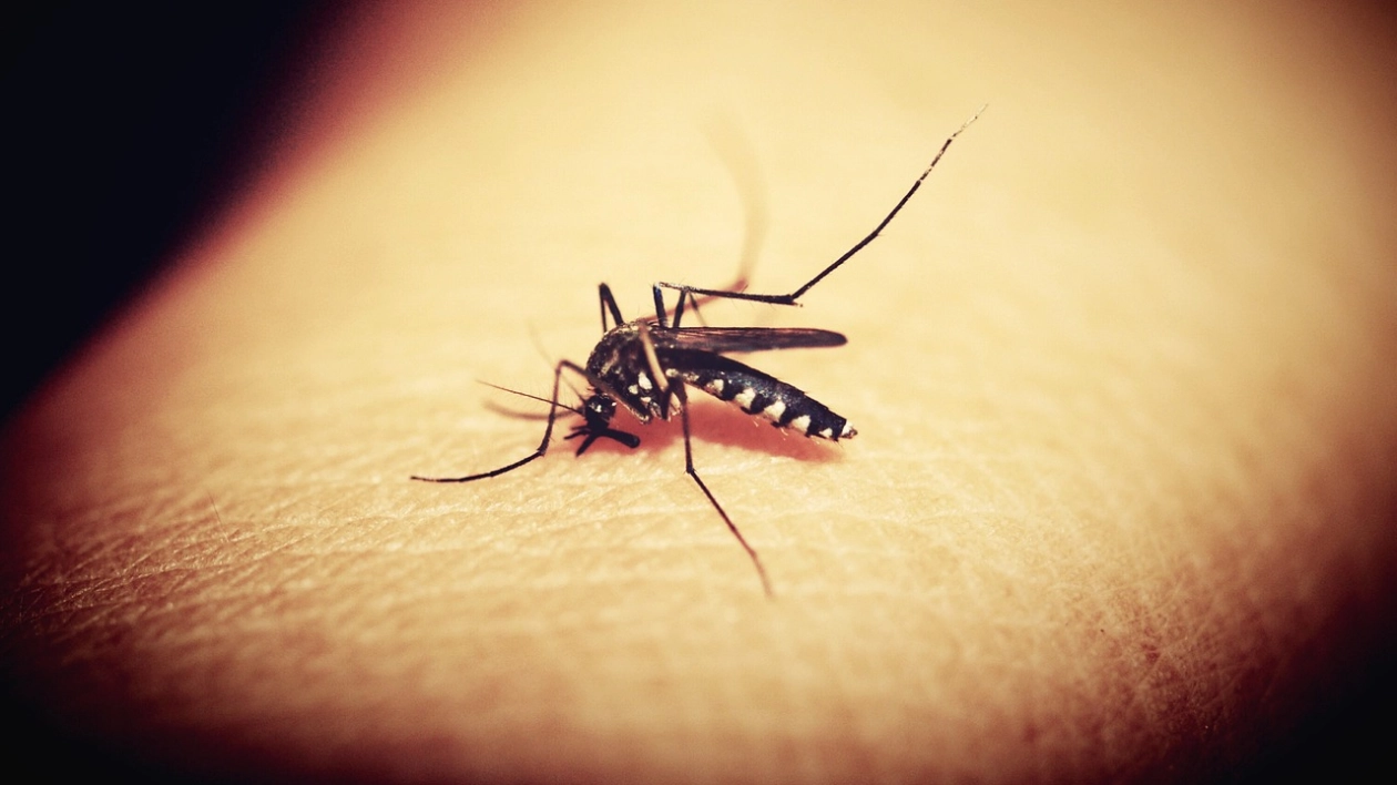 Mugga na komary – spokój na wakacjach