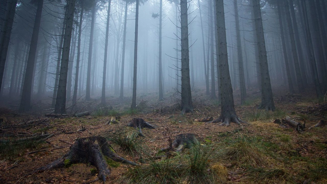 Gór Sowie. Las we mgle, w drodze na Kalenicę.