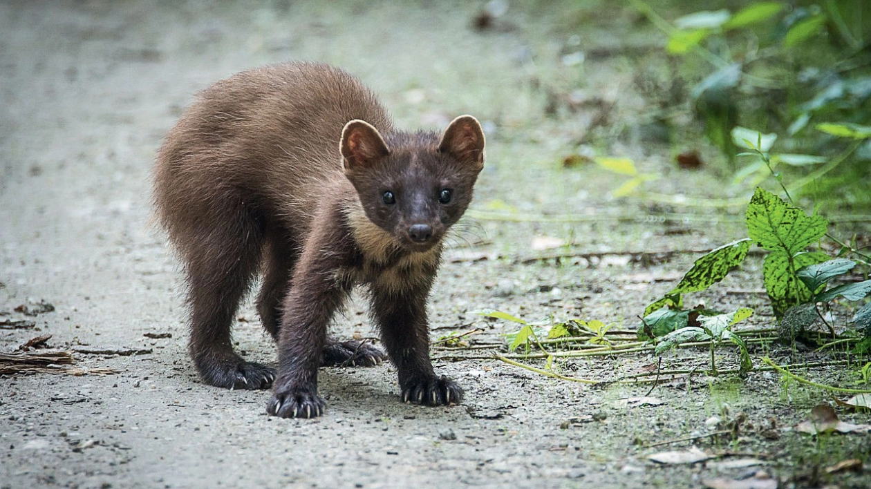 Najsmaczniejsza grupa Volkswagena