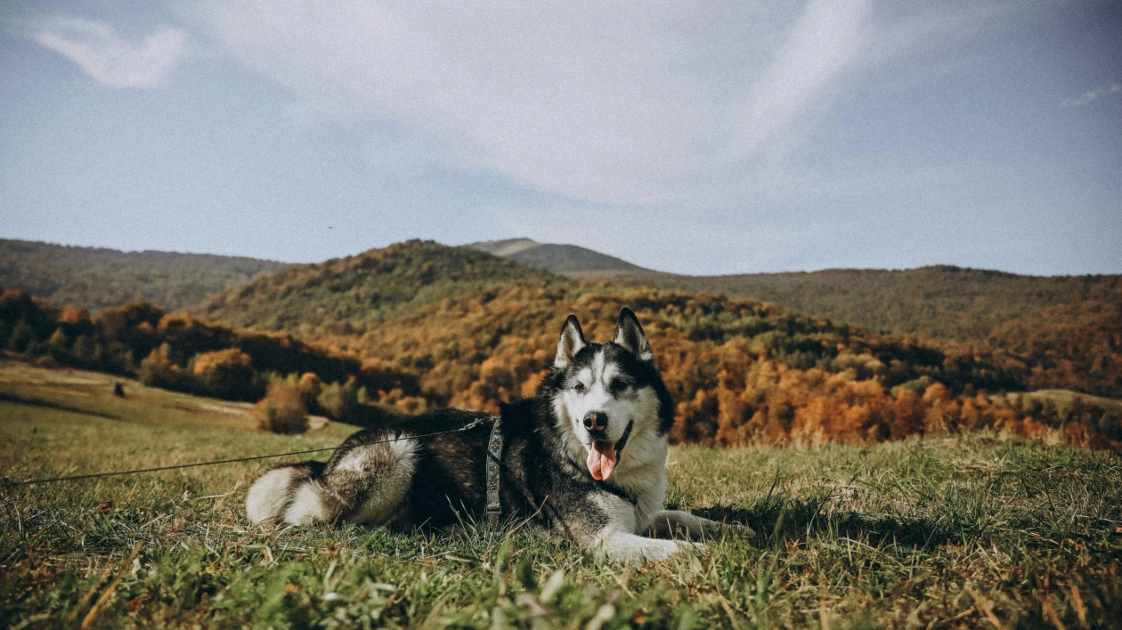 Czy pies musi być na smyczy na wycieczce?
