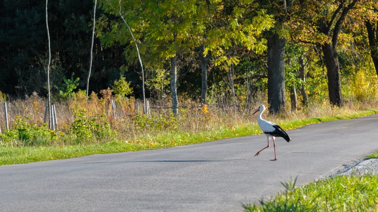 Wiosna na Warmii i Mazurach – Bon Turystyczny na kempingi
