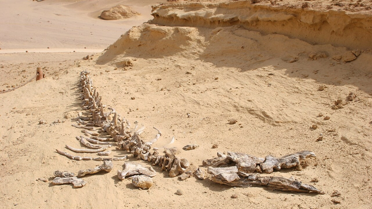 Gdzie można obejrzeć szkielety wielorybów na pustyni? 