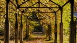 Beelitz-Heilstätten ścieżka w koronie drzew - zdjęcie 4