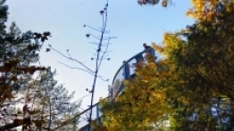 Beelitz-Heilstätten ścieżka w koronie drzew - zdjęcie 6