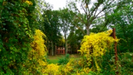 Beelitz-Heilstätten ścieżka w koronie drzew - zdjęcie 11
