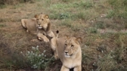 Tabliczki „biwakujesz na własną odpowiedzialność” stanowią regułę ostrzeżeń przed dziką zwierzyną w miejscach sprzyjających postojom - zdjęcie 10