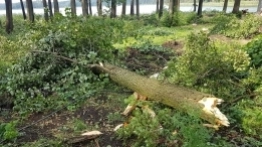 Drzewo spadło na przyczepę, 12-letnie dziecko w szpitalu - zdjęcie 3