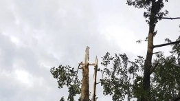 Drzewo spadło na przyczepę, 12-letnie dziecko w szpitalu - zdjęcie 4