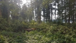 Drzewo spadło na przyczepę, 12-letnie dziecko w szpitalu - zdjęcie 7