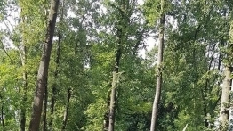 Drzewo spadło na przyczepę, 12-letnie dziecko w szpitalu - zdjęcie 8