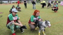 Flyball, czyli wyścigi psich sztafet - zdjęcie 1