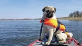 Mops na pokładzie. Pojezierze Łęczyńsko-Włodawskie - zdjęcie 5