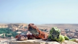 Oprócz jaszczurek obszary pustynne Maroka zamieszkują takie zwierzęta, jak węże, skorpiony, sępy, czy szakale - zdjęcie 10