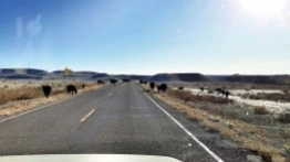 Ciekawskie krowy lubią zaglądać do kabiny - zdjęcie 3