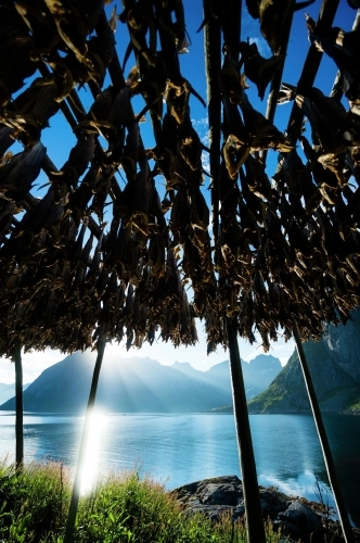 Lofoty – mekka wędkarzy - zdjęcie 2