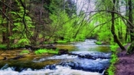 Szumy nad Tanwią - zdjęcie 5