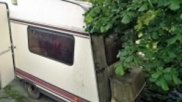 Na tym zdjęciu najlepiej widać,  jak bardzo dało się we znaki sąsiedztwo drzewa – orzecha laskowego - zdjęcie 2