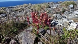 Nordkappowe roślinki - zdjęcie 4