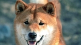 Takeshi - zdjęcie 10