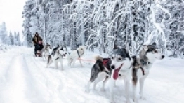 9. Husky Safari - zdjęcie 8