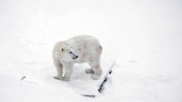 10. Ranua Zoo - zdjęcie 9