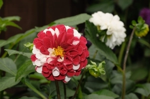 Czechy 2010 - zdjęcie 5