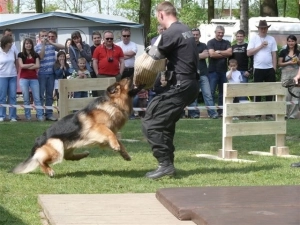 Ochaby 2011 - zdjęcie 7