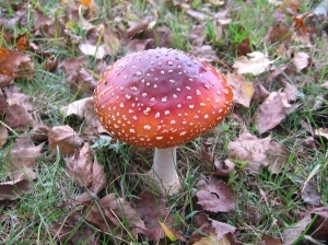 ZIEMIA KIELECKA - zdjęcie 18