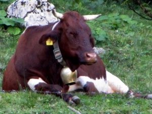 AUSTRIA 2012 - zdjęcie 25