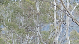 Bruder EXP-6 - zdjęcie 1