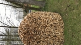 Puszcza Białowieska / Białowieża - zdjęcie 7