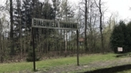 Puszcza Białowieska / Białowieża - zdjęcie 8