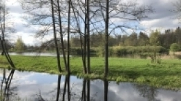 Puszcza Białowieska / Białowieża - zdjęcie 12