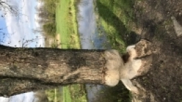 Puszcza Białowieska / Białowieża - zdjęcie 13