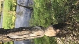 Puszcza Białowieska / Białowieża - zdjęcie 14