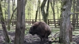 Puszcza Białowieska / Białowieża - zdjęcie 15