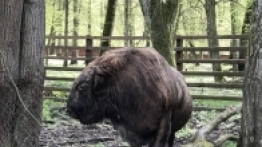 Puszcza Białowieska / Białowieża - zdjęcie 16