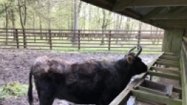 Puszcza Białowieska / Białowieża - zdjęcie 17