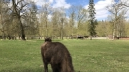 Puszcza Białowieska / Białowieża - zdjęcie 18