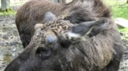 Puszcza Białowieska / Białowieża - zdjęcie 19