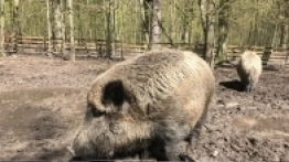 Puszcza Białowieska / Białowieża - zdjęcie 20