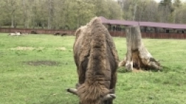 Puszcza Białowieska / Białowieża - zdjęcie 21