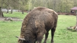 Puszcza Białowieska / Białowieża - zdjęcie 22