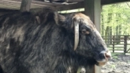 Puszcza Białowieska / Białowieża - zdjęcie 23