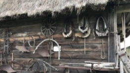 Puszcza Białowieska / Białowieża - zdjęcie 30