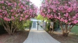 Kemping Pino Mare - zdjęcie 13