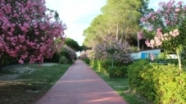 Kemping Pino Mare - zdjęcie 14